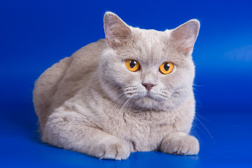 British cat with orange eyes on a blue background