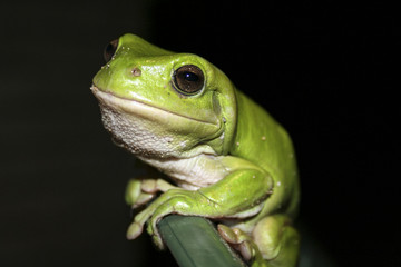 Green tree frog smiling at camera on dark background.