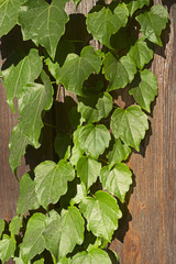 ivy on a wooden fence