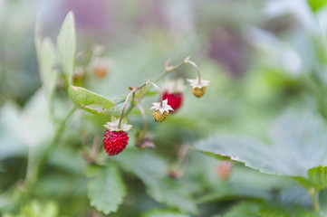 Wild strawberries