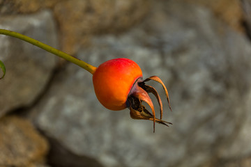 Carolina Roses © scocs