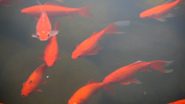 large goldfish swim in a clean pond