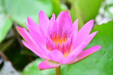 Obraz premium Pink Lotus Flower.