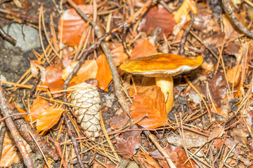 mushroom in the forest mountain in France