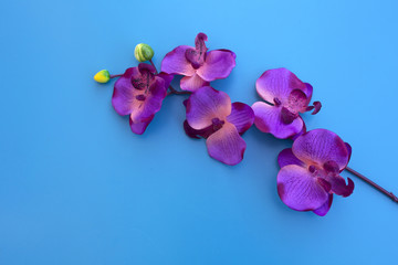 purple orchid on blue table