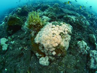fish and coral