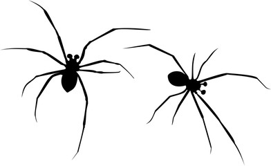 silhouettes of spiders mediterranean black widow
