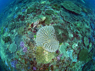 fish and coral