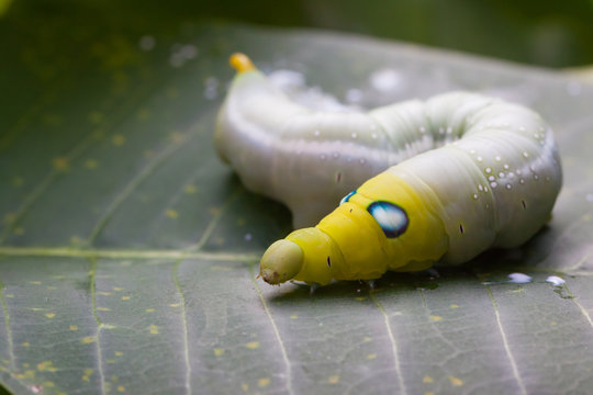 Caterpillar