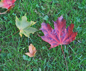 fallen leaves on green grass