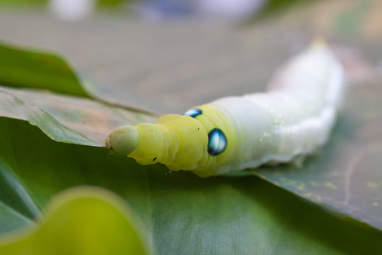 Caterpillar