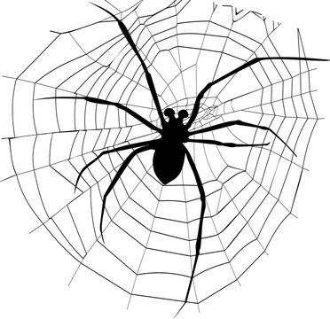 spider and spider web