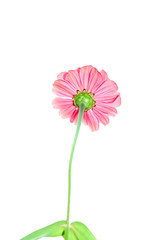 Pink zinnia flower