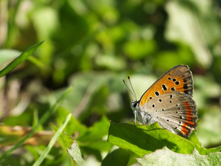 little butterfly on the shiny leaf #5