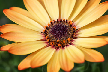 Daisy Cream Yellow 3