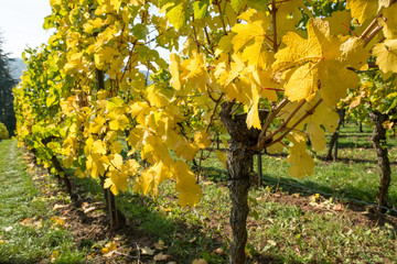 Weinberg im Herbst