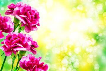 carnation flower