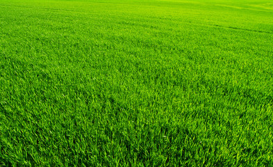 Obraz na płótnie Canvas Green field and bright blue sky