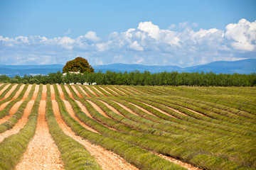 Fototapeta na wymiar Rural house in a harvested lavender field