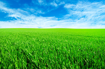 Green field with blue sky