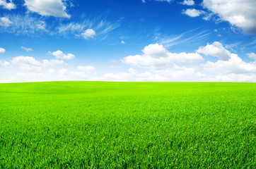 Green field with blue sky