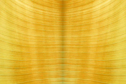  fond texture feuille de bananier 