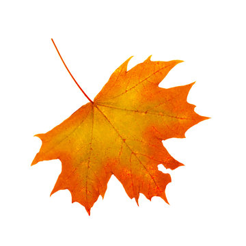 Colorful autumn maple leaf isolated .