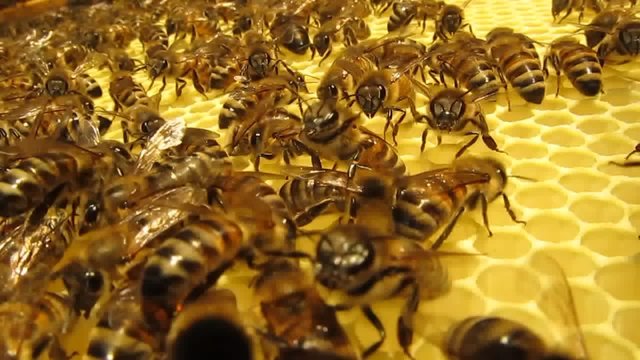 Bees evicted from their honeycombs another&rsquo;s insects