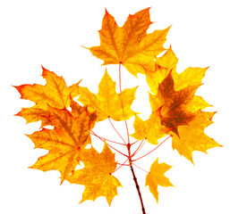 Maple autumn leaves isolated on white background.