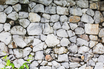 Fototapeta premium Ivy stone wall 