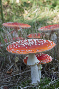 Fliegenpilze im Herbst