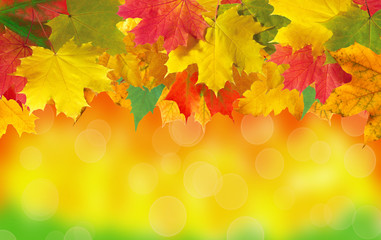 Autumn card of colored leaves over nature with copy space for yo