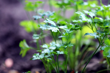 Parsley growing in garden
