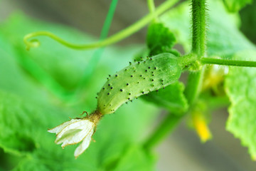 Cucumber growing in garden