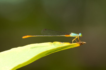 Ornate Coraltail damselfly