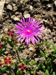 Delosperma,Mittagsblume