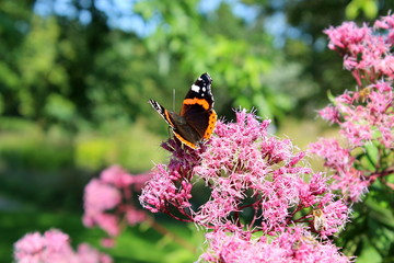 Schmetterling ,Admiral