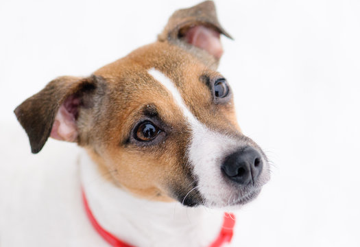 Winter portrait of begging sad dog. Jack Russell Terrier on white background