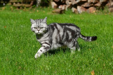 Britisch Kurzhaar Katze