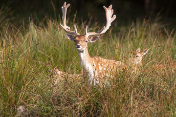Daim mâle  à l'orée du bois