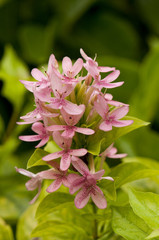Beautiful pink flowers