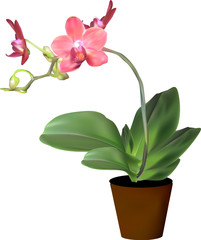 red blossoming orchid in pot on white