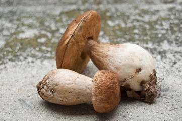 Bolets sur fond de pierre