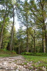 Chemin caillouteux sous couvert d'arbres en forêt