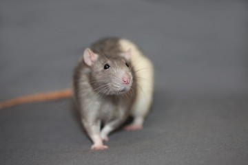 Portrait of domestic rat on a gray background