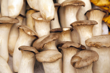 King Oyster Mushroom Background