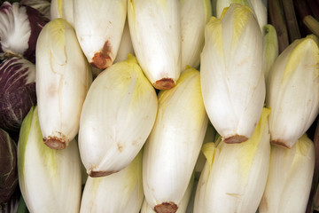 Endive Background