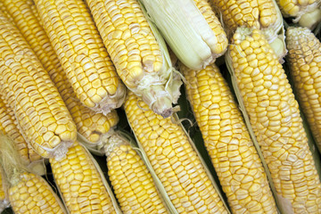 Sweetcorn Background