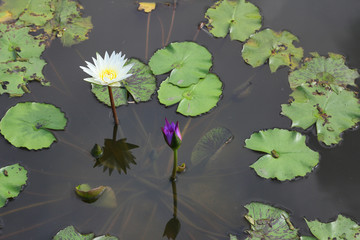 Lotus / A picture of lotus