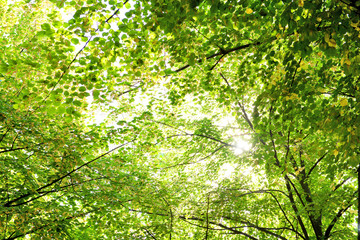 Green tree crown closeup
